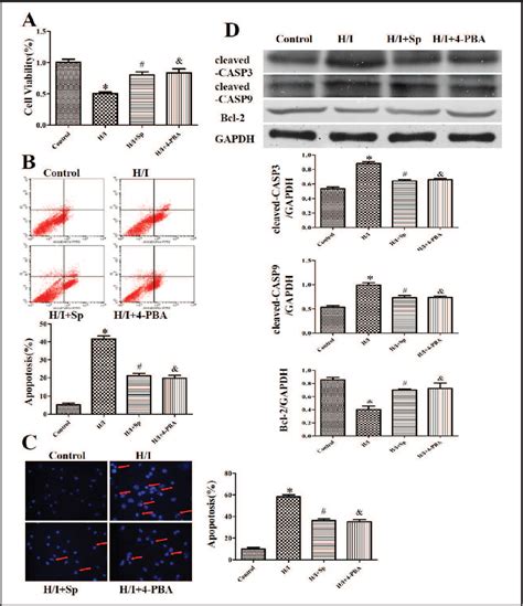 Figure 5 From Spermine Inhibits Endoplasmic Reticulum Stress Induced