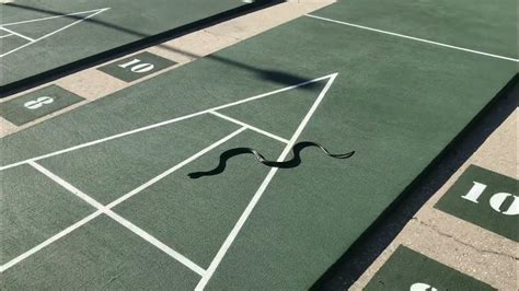 The Villages Snake Invades Shuffleboard Game Youtube