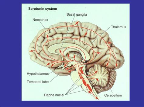 PPT - Location of Serotonin Neurons in the Raphe Nuclei PowerPoint Presentation - ID:7086468