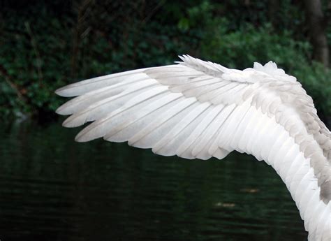 Simple Swan Wing Jenny Fogarty Flickr