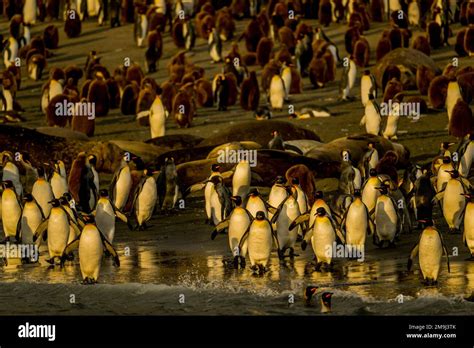 View During The Sunrise Of King Penguins Aptenodytes Patagonicus On