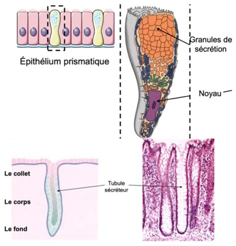 Types d épitélium glandulaire Flashcards Quizlet
