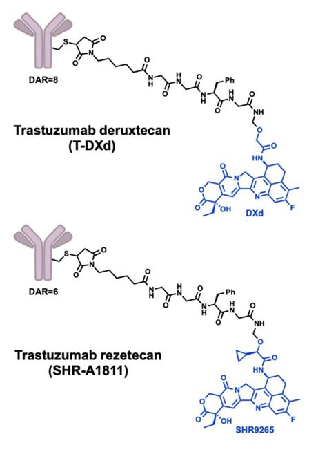 Paolo Tarantino Phase 1 Trial Of The Her2 Topo1 Adc Shr A1811 Out In