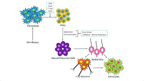 Schematic Of Ipsc Derived Neuronal And Glia Cell Generation From