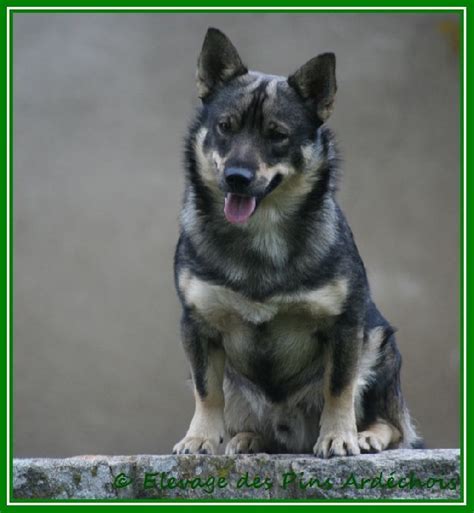 Photo Elevage Des Pins Ard Chois Eleveur De Chiens Vallhund Su Dois