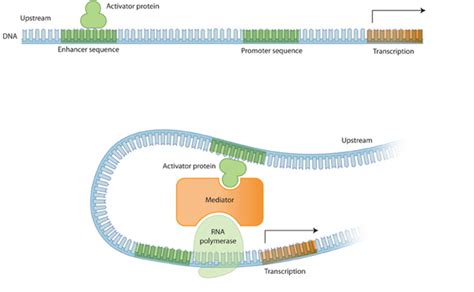 Gene Expression Learn Science At Scitable