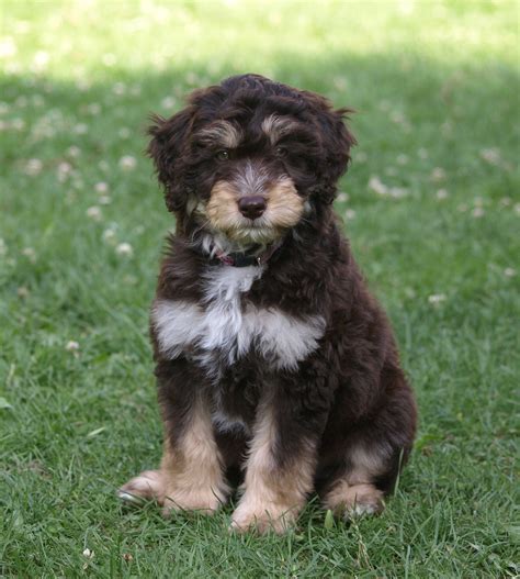 Puppy Aussiedoodle Young Dog Free Photo On Pixabay Pixabay