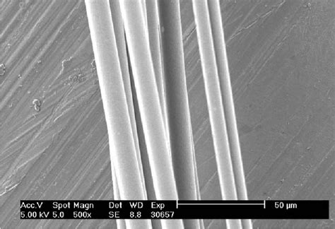 Scanning Electron Micrograph Of Carbonized Lignin Blend Fibers Produced