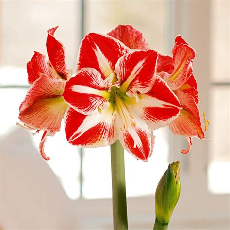 New Amaryllis Varieties | White Flower Farm