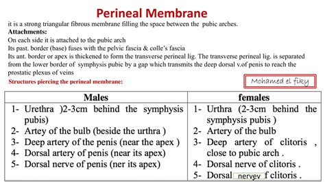 Anatomy Of Perineum Urogenital Triangle Ppt