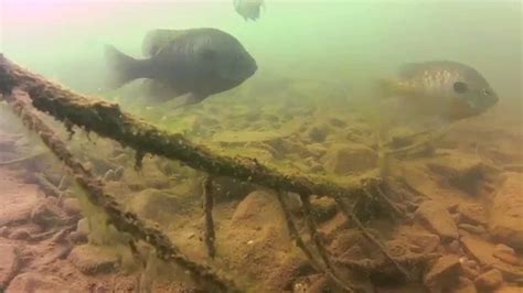 Gopro Fishing Lewis Smith Lake Youtube