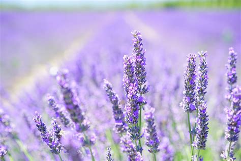 Lilac Field Wallpaper