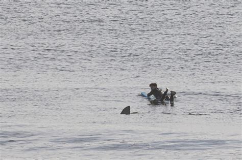 Photo: A Shark Swam Right by a Surfer off Cape Cod This Morning