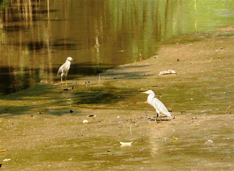 Neil's Daily Bird: 51 : Indian Pond Heron