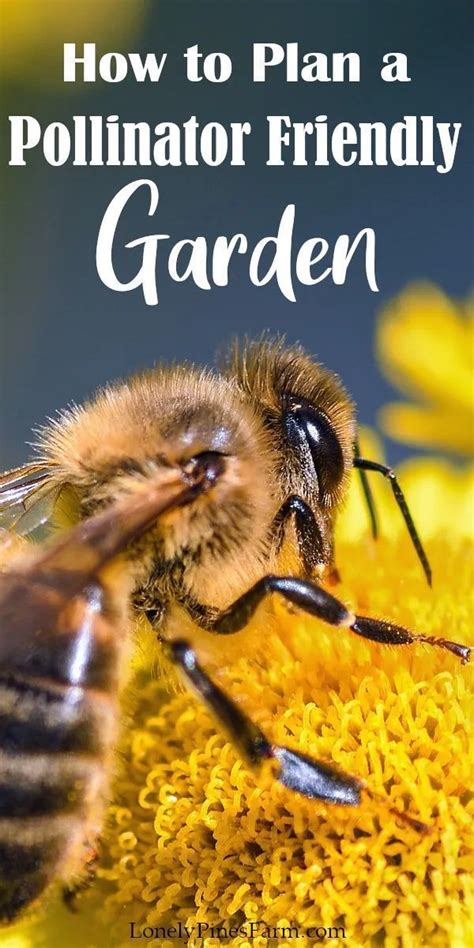 How To Plan A Pollinator Friendly Garden Pollination Bee Friendly