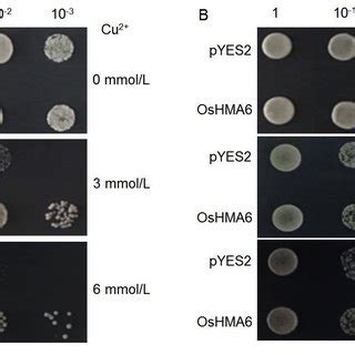 Transport Activity Of Oshma In Yeast A And B Overnight Yeast Cell