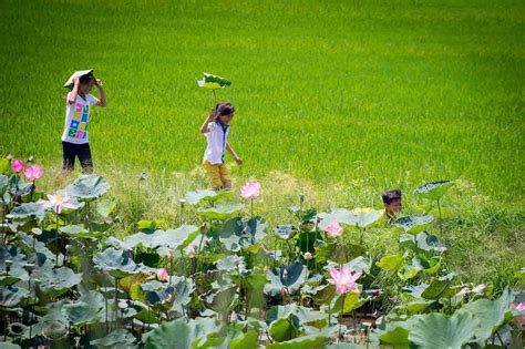 Hướng Dẫn đi Khu Du Lịch Gáo Giồng Chi Tiết