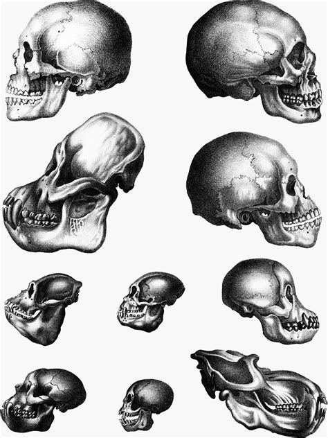 Vintage Anatomical Monkey Human Skull Illustrations Th Century