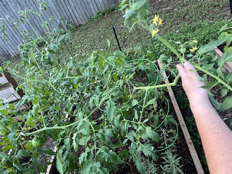 6 Foot Tall Tomato Plants Bending Overis This Bad For Them R Organicgardening