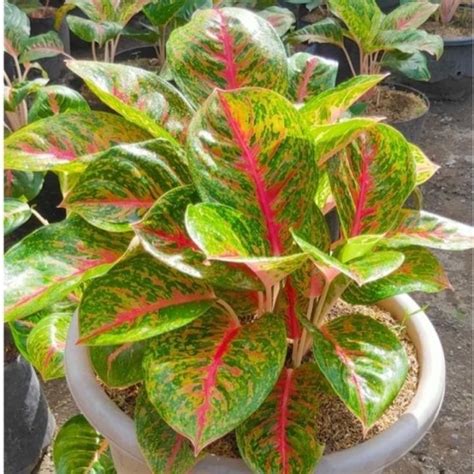 Aglaonema Big Papa Pohon Aglaonema Big Papa Plant Tanaman Hias