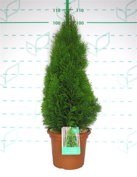 Thuja Occidentalis Esmeralda L Deco