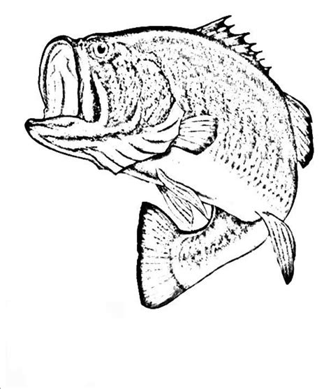 Realistic Fish Coloring Pages at GetColorings.com | Free printable ...