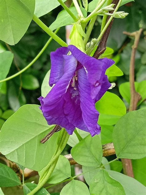 Aparajita Forest Clitoria Ternatea Butterfly Pea Wild Flowers Wild