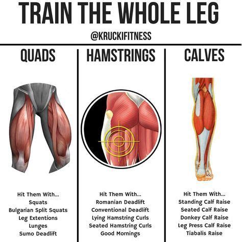 5 Exercises To Shock Your Quads Into Ultimate Shape Hamstring Curls