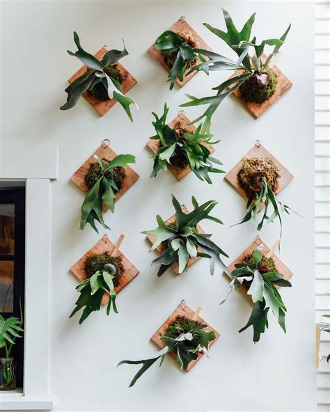 Staghorn Fern Care How To Water Grow And Care For Staghorn Ferns