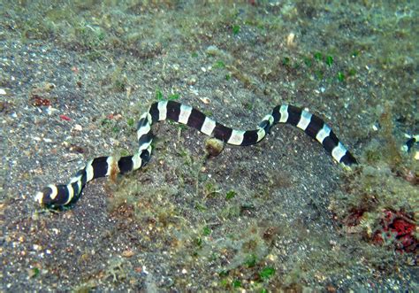 Banded Snake Eel Myrichthys Colubrinus Bali Wildlife