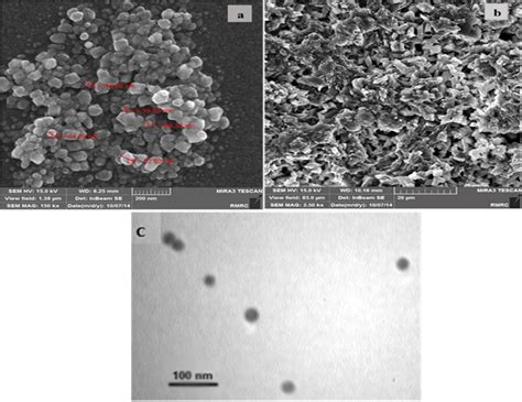 Sem Images Of The Morphology Of A Download Scientific Diagram