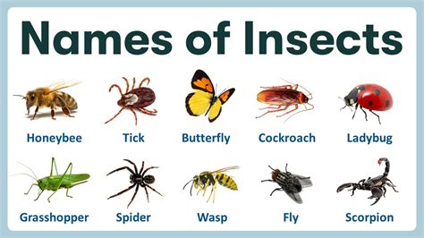 Name Of Insects In English Learning Name Of Insects With