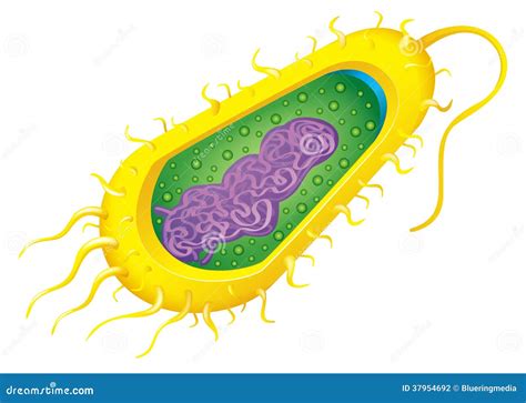 Célula De Las Bacterias Fotografía de archivo Imagen 37954692