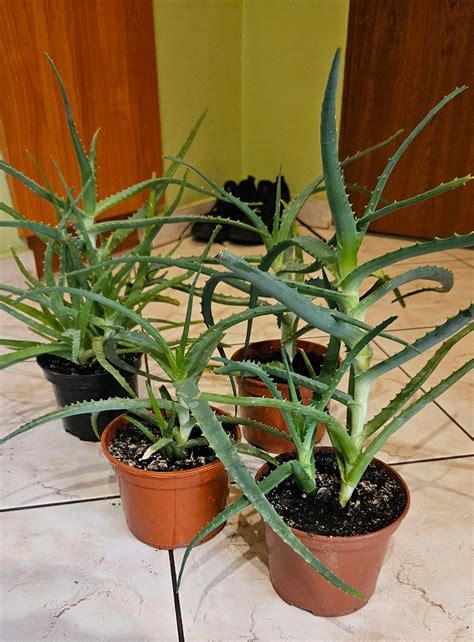 Aloes doniczkowy kwiat żywy sadzonka Aloes zaw Cena Opinie