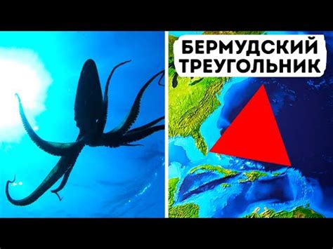 В Бермудском треугольнике могут скрываться гигантские кальмары! - YouTube