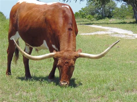 Bildet Natur Gress Gård Eng Dyr Horn Ku Beitemark Beite