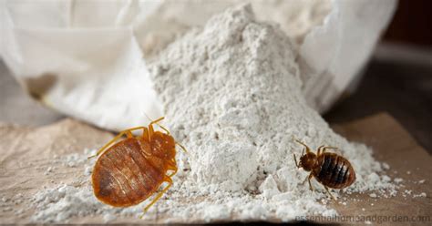 How To Use Diatomaceous Earth For Bed Bugs