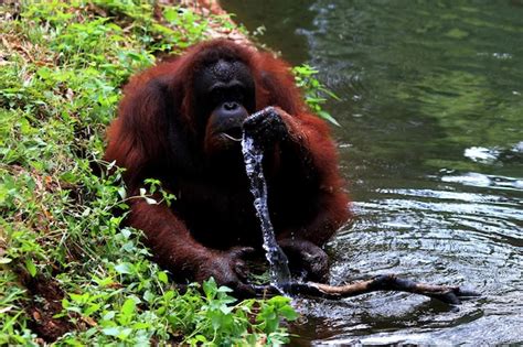 Premium Photo Orangutan Drinking Water From River In Forest