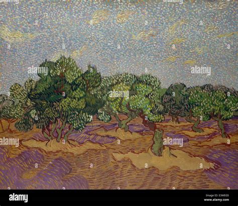 Van Gogh Olive Trees Hi Res Stock Photography And Images Alamy