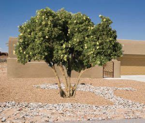 Mexican Elder Tree Southwest Landscape Guzman S Garden Centers