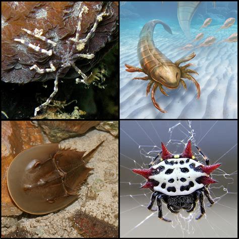 Chelicerata Antenna
