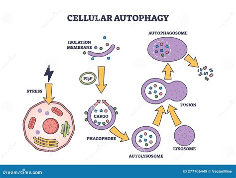 Fasi Del Processo Di Autoofagia Cellulare Per Il Sistema Di Riciclo Del