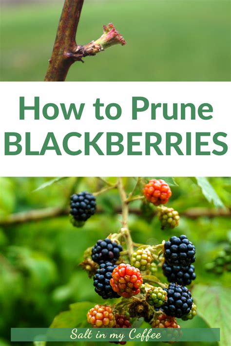 How To Prune Blackberries Healthy Plants Growing Blackberries