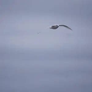 Snow Petrel - Facts, Diet, Habitat & Pictures on Animalia.bio