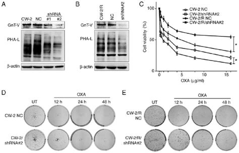 Cells With GnT V Knockdown Exhibit Enhanced Survival And Cell Viability