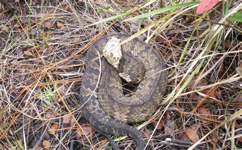 Cottonmouth – Overlooked Nature