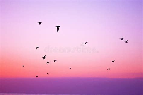 Birds Flying At Sunset Picture Image 83078805