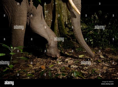 African Elephant Loxodonta Africana Walking Through Rainforest At