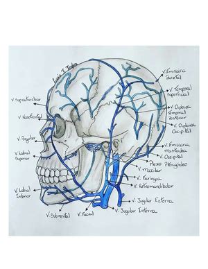 Guia para rotular ANATOMIA DE CABEZA Y CUELLO guía osteología