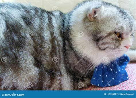 Scottish Fold Sleeping on the Wooden Floor. Stock Image - Image of paws ...